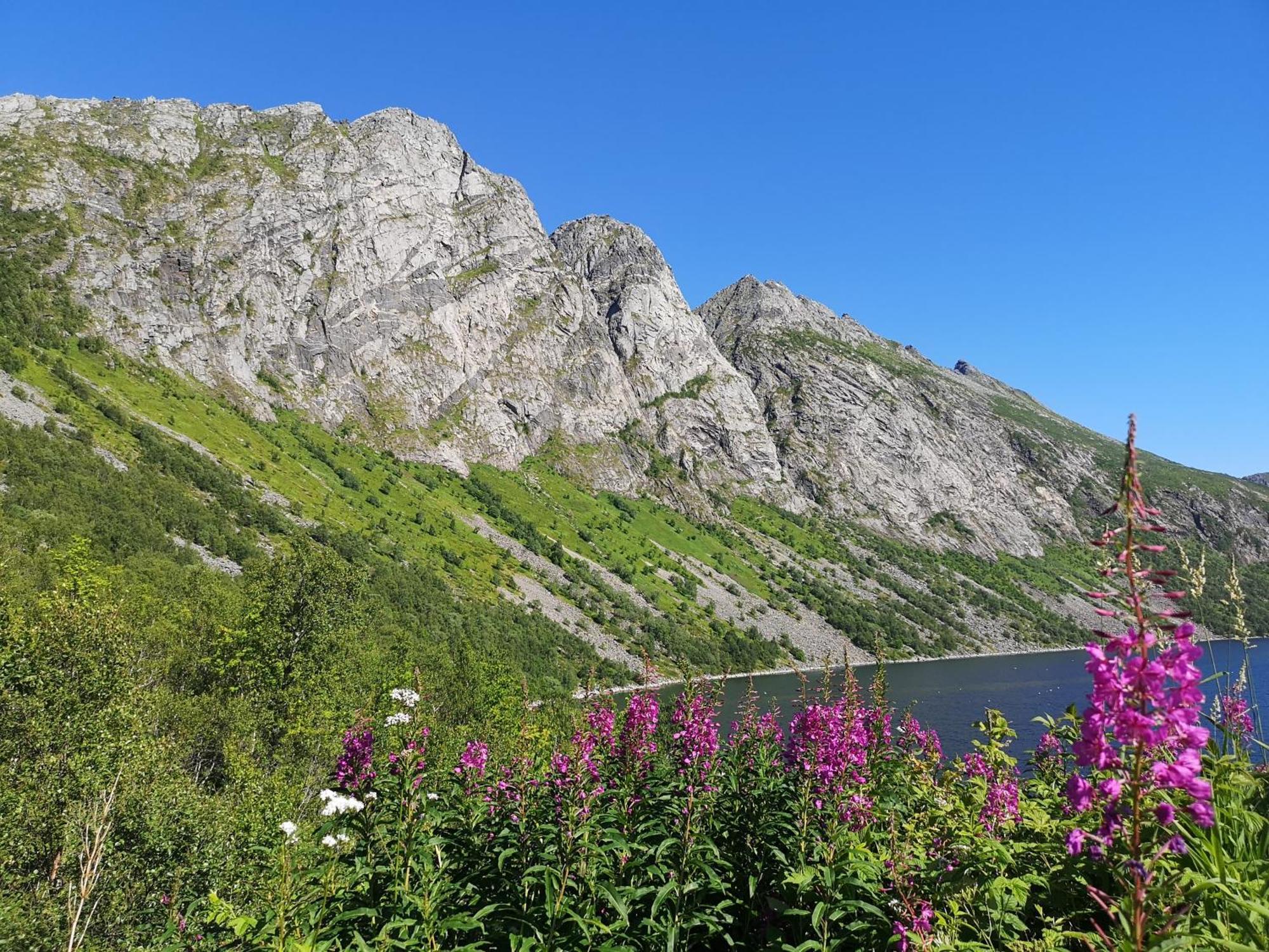Ferrytale, Cozy, Spacious House On Senja Gryllefjord 外观 照片
